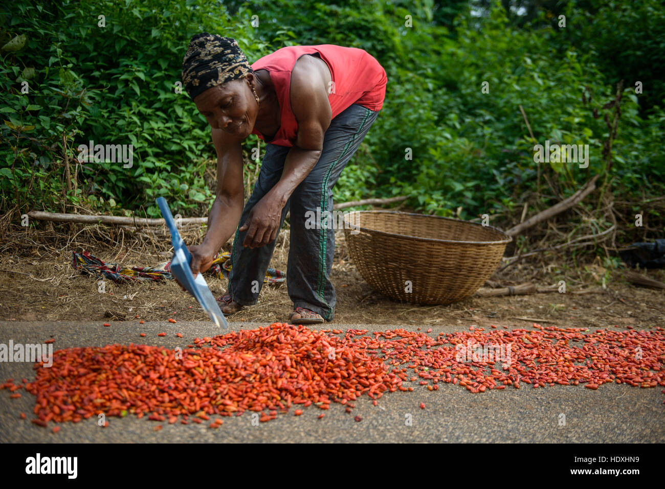 Le séchage et la collecte de poivrons rouges, campagne nigériane Banque D'Images