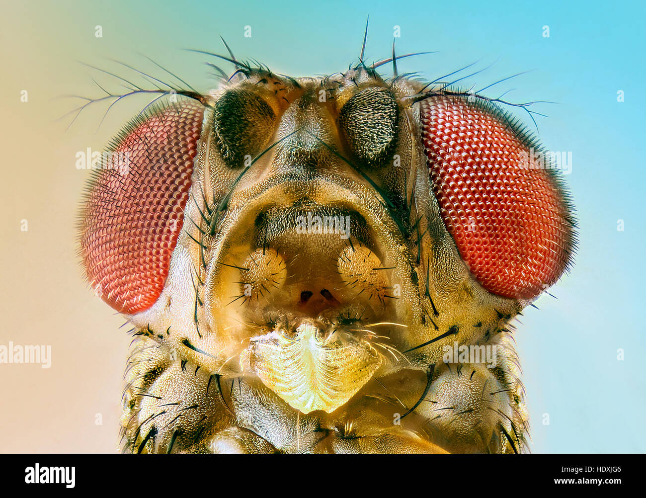 Fruit fly portrait extrême Banque D'Images
