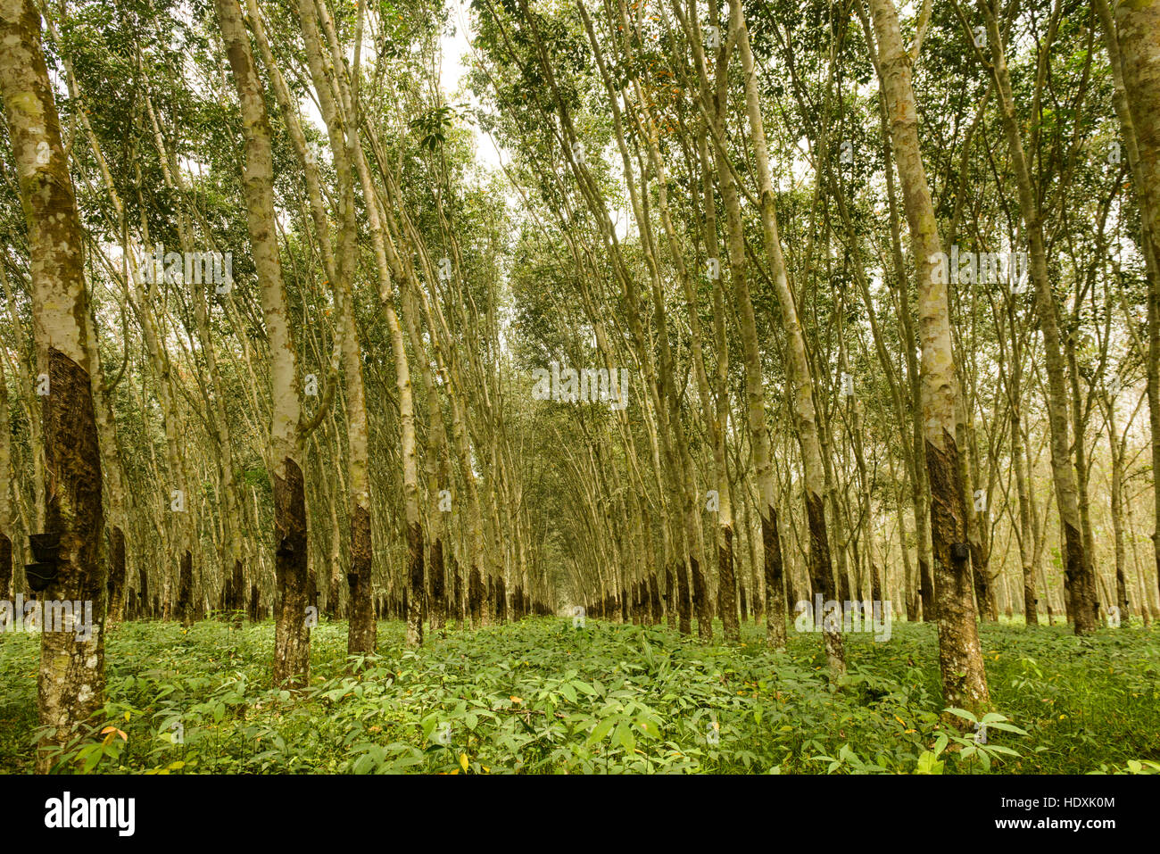 Les plantations de caoutchouc, de la Côte d'Ivoire Banque D'Images