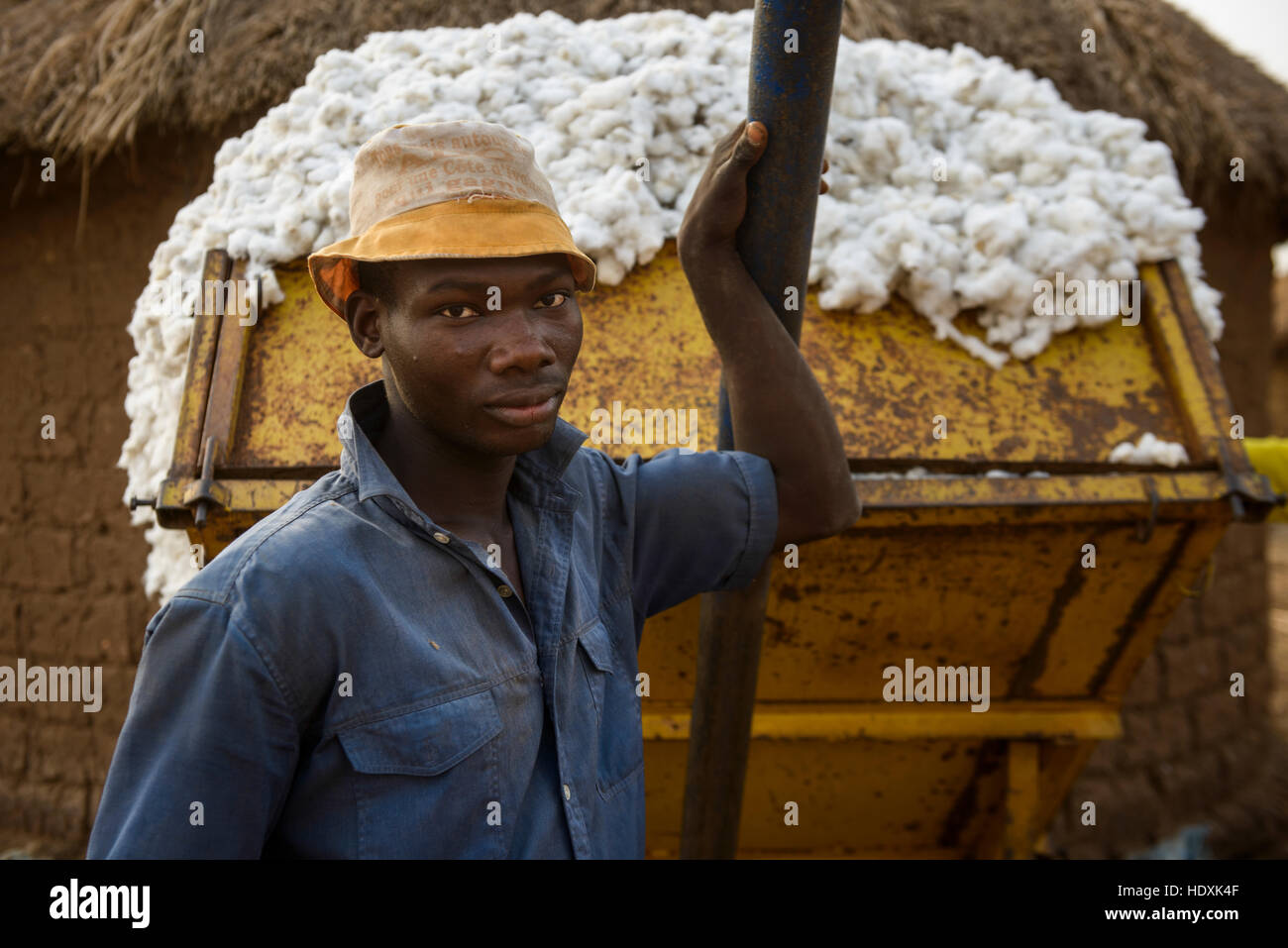Travailler dans les champs de coton de Côte d'Ivoire (Ivory Coast) Banque D'Images