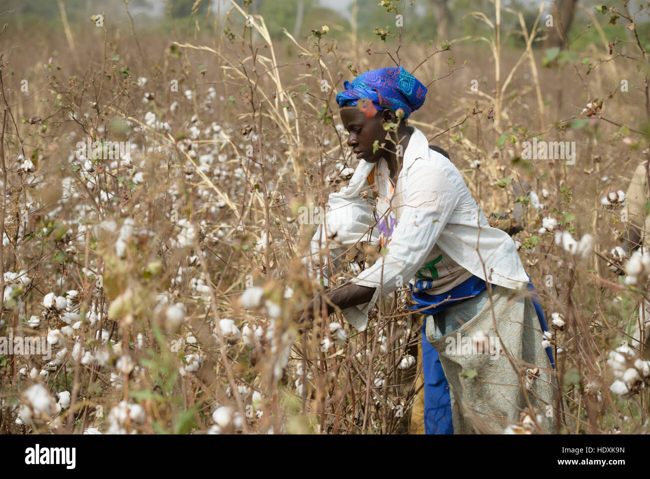 Travailler dans les champs de coton de Côte d'Ivoire (Ivory Coast) Banque D'Images