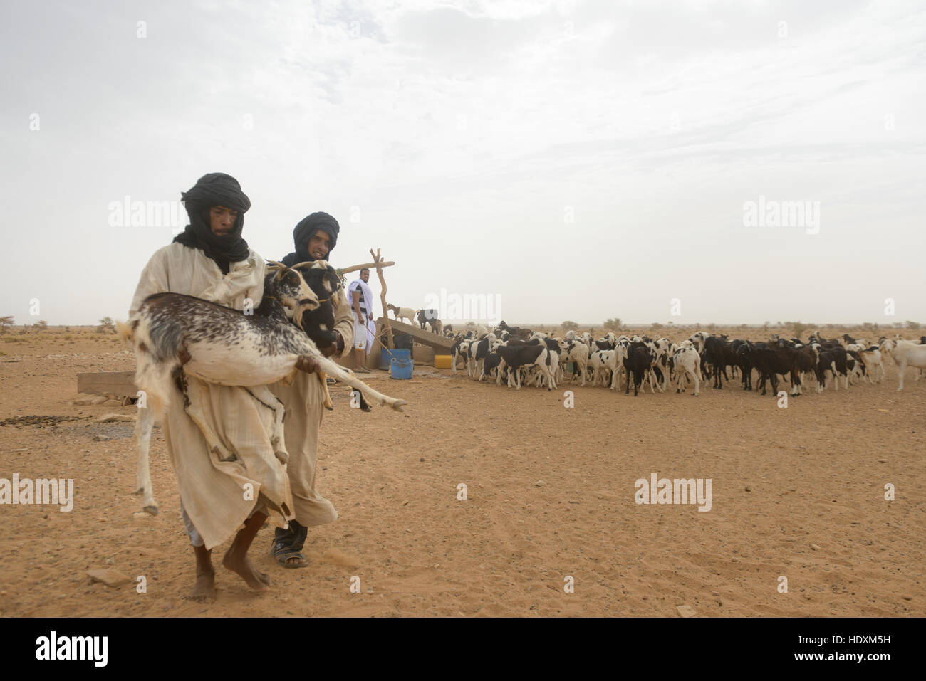 L'élevage de chèvres des nomades de l'Adrar, Mauritanie Banque D'Images