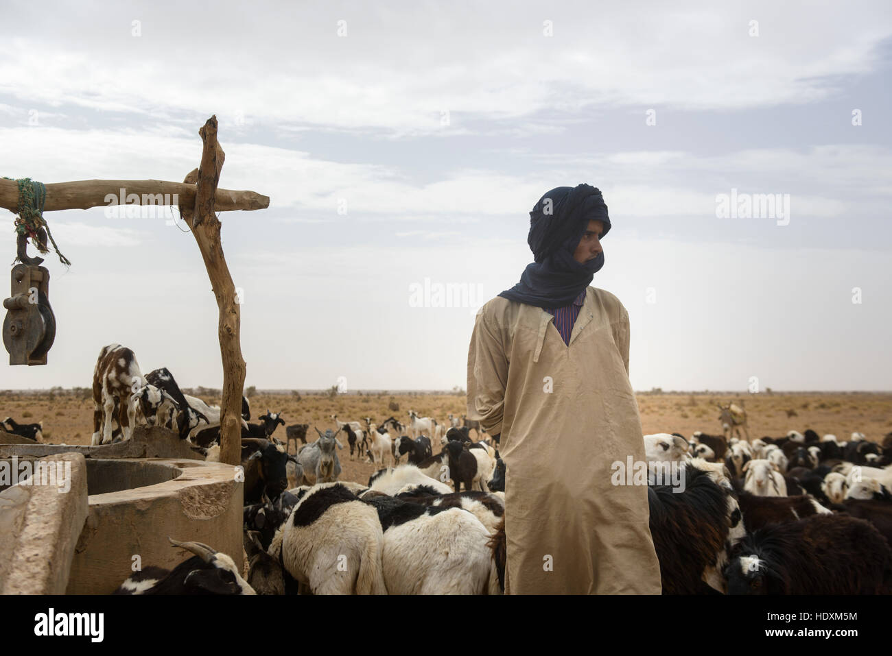 L'élevage de chèvres des nomades de l'Adrar, Mauritanie Banque D'Images