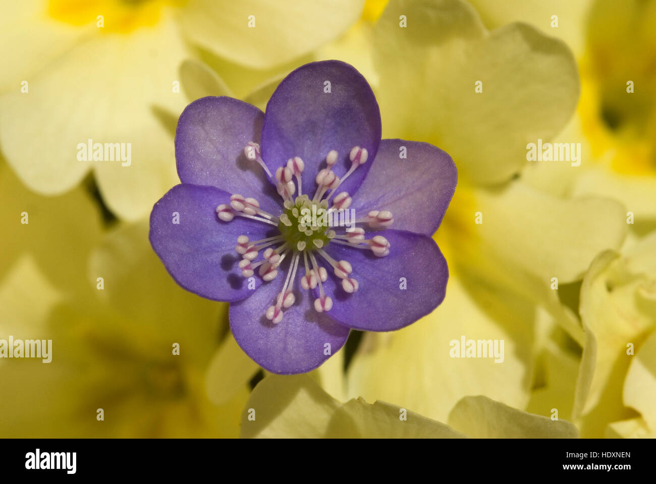 Kidneywort, hépatique ou l'ombelle (Hepatica nobilis) entre primevères (Primula vulgaris) Banque D'Images