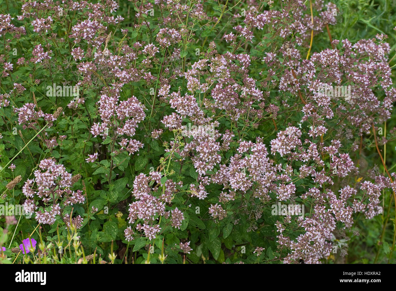 L'origan, Wilder Dost, la société Dost, «Dost, origanum vulgare, origan, marjolaine sauvage Banque D'Images