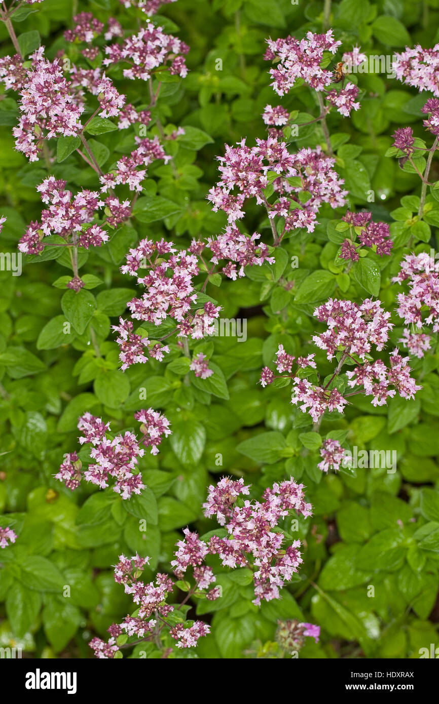 L'origan, Wilder Dost, la société Dost, «Dost, origanum vulgare, origan, marjolaine sauvage Banque D'Images