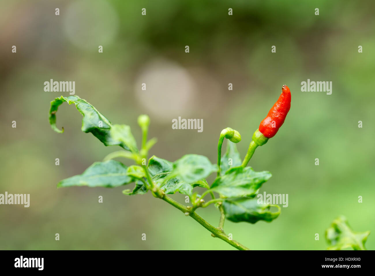 Birds Eye Chili de Kerala en Inde. Il est connu localement comme Kanthari Banque D'Images