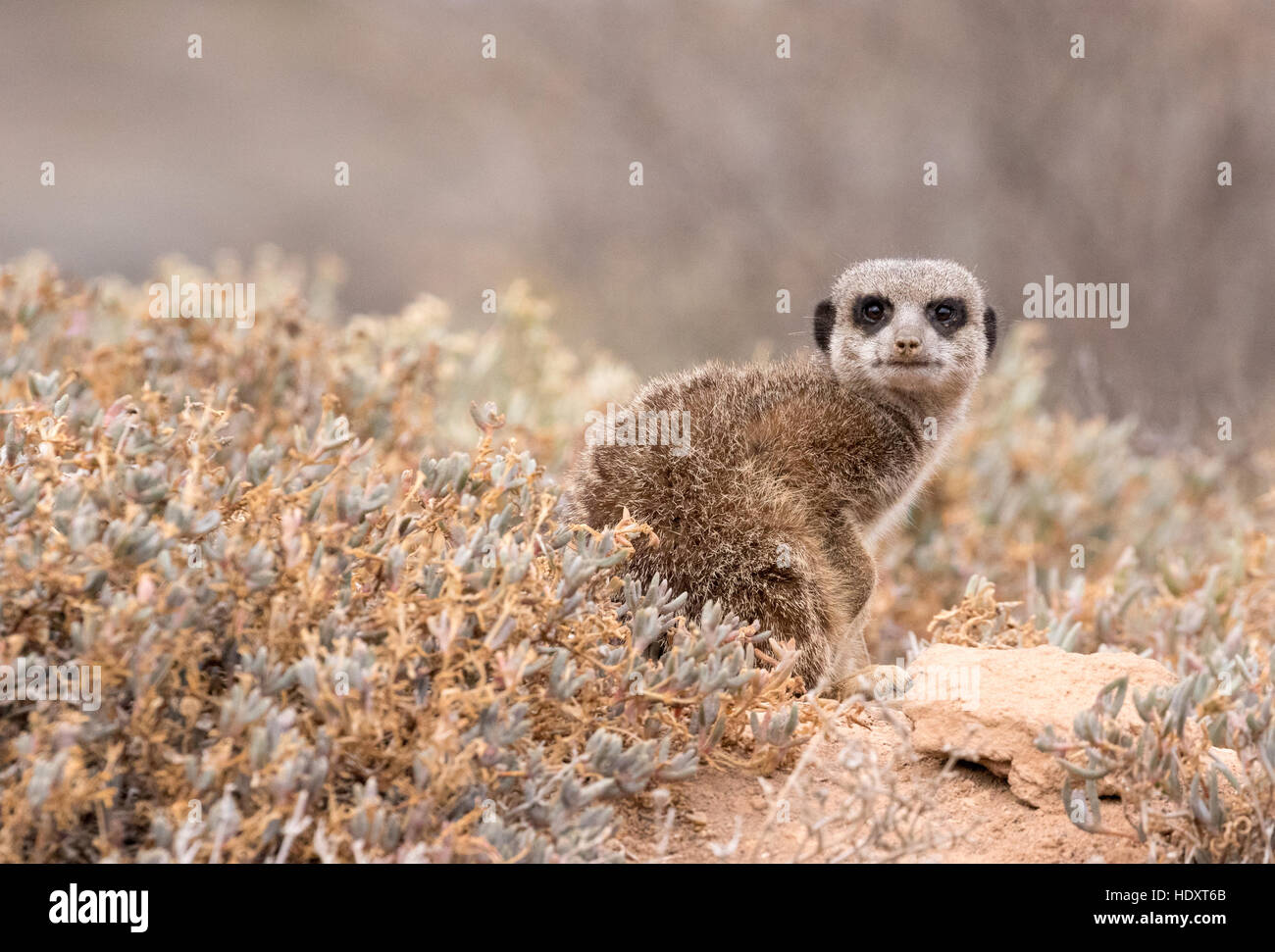 Un meerkat ( Suricata suricatta ), regardant la caméra, Oudsthoorn, le Karoo, Afrique du Sud Banque D'Images