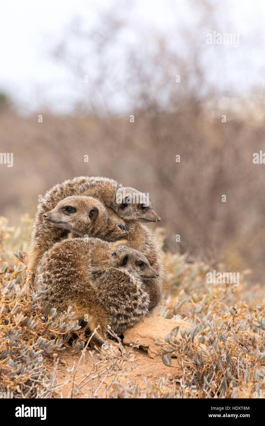 Un groupe de suricates sauvages ( Suricata suricatta ) au cours d'un échange à leur terrier, Oudtshoorn, le Karoo, Afrique du Sud Banque D'Images