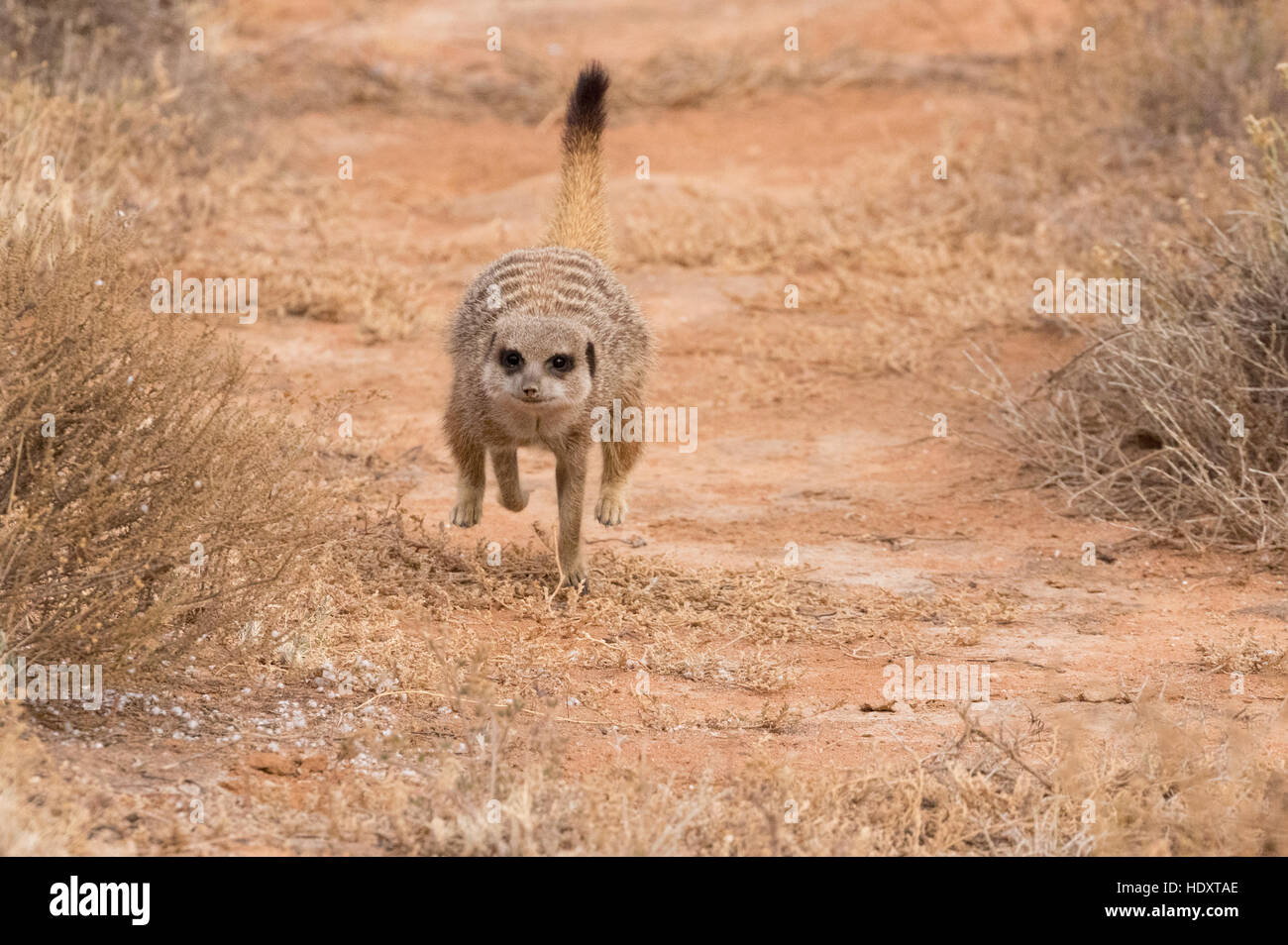 Adultes sauvages ( Suricates Suricata suricatta ) est en cours d'exécution, le Karoo, Afrique du Sud Banque D'Images