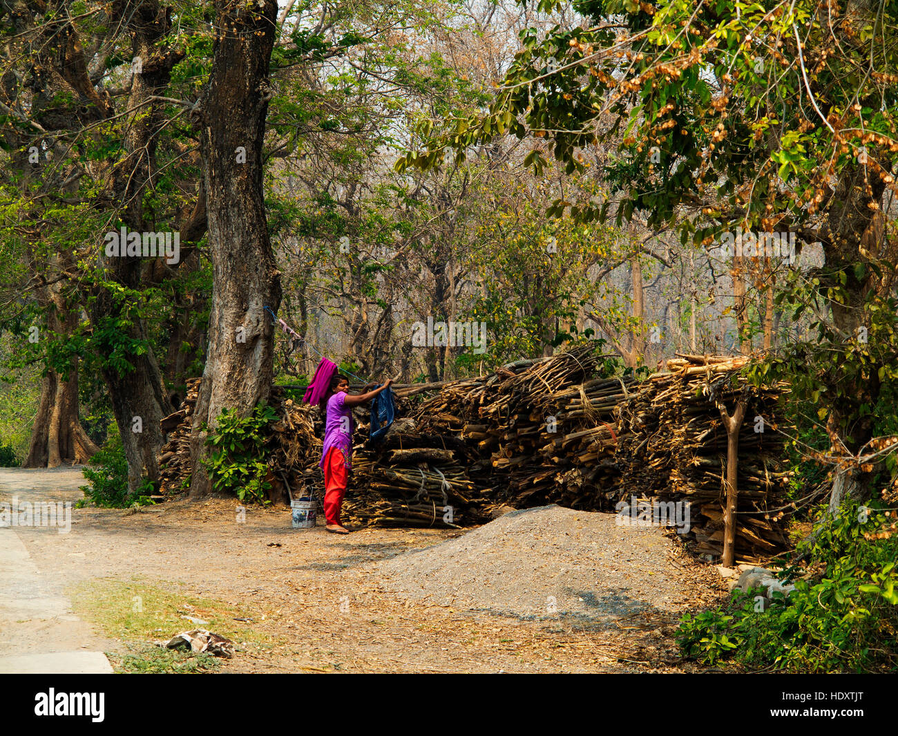 Femme indienne enfiler ses vêtements à sécher près de la jungle à Haldwani, Kaladunghi Chotti, Uttarakhand, Inde Banque D'Images