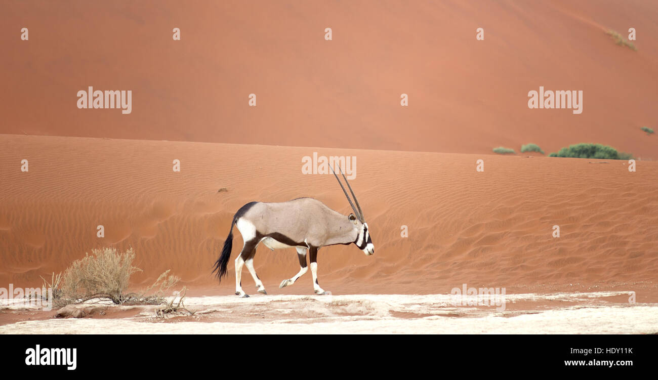 Oryx dans le désert africain Banque D'Images