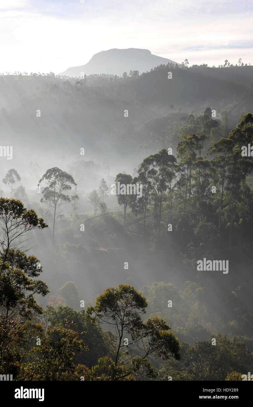 Brume matinale dans la vallée à l'extérieur de Nallathanniya, Sri Lanka Banque D'Images