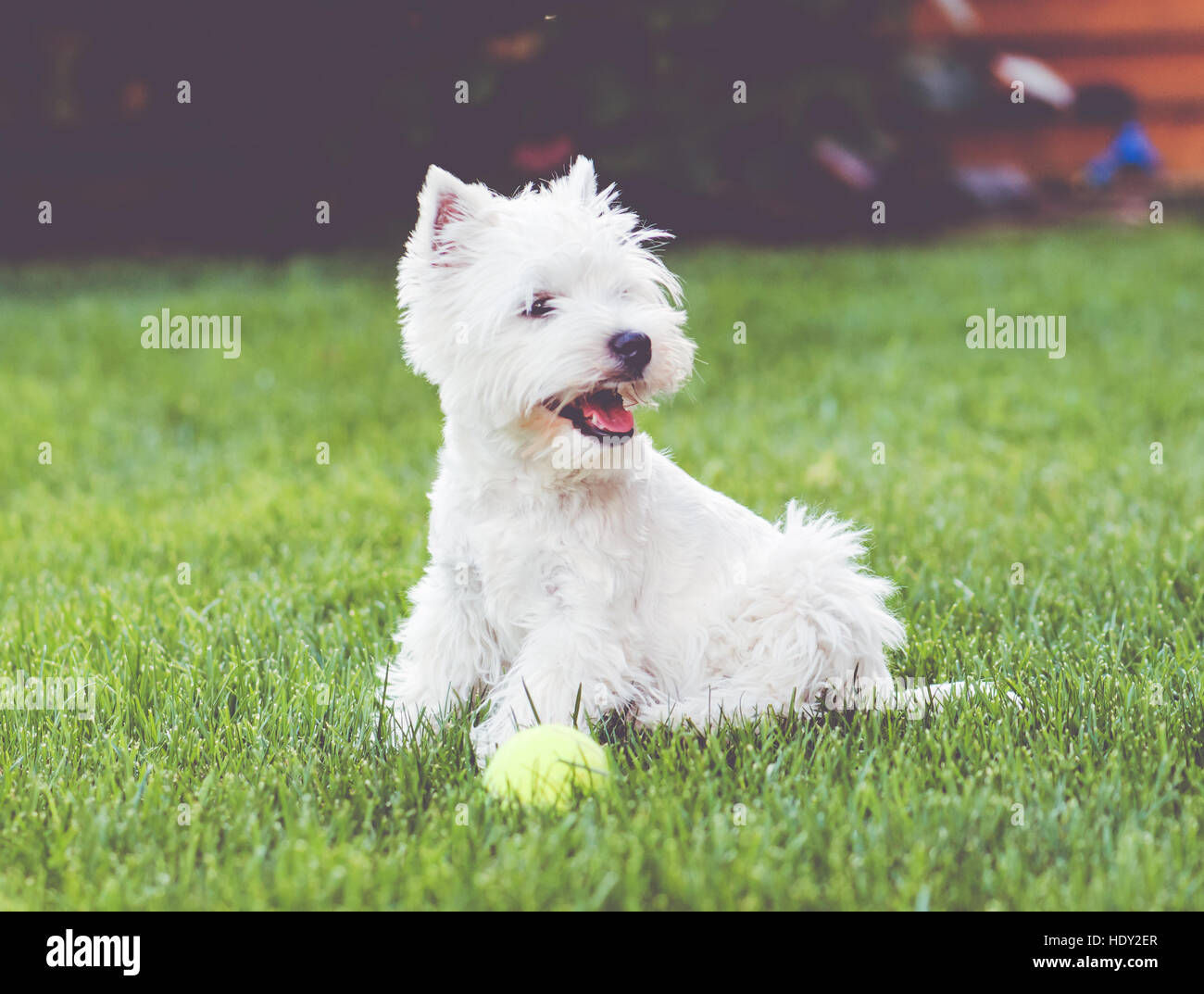 Smiling West Highland White Terrier assis sur l'herbe verte avec toy Banque D'Images