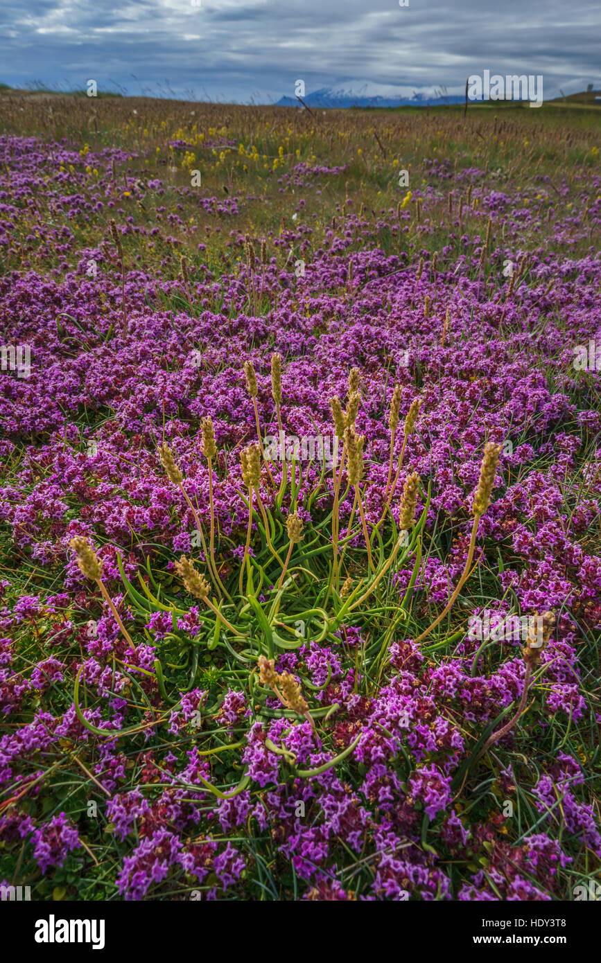 Wildflowers-Moss Campion avec Glacier Snaefellsjokull en arrière-plan, Péninsule de Snæfellsnes, l'Islande Banque D'Images
