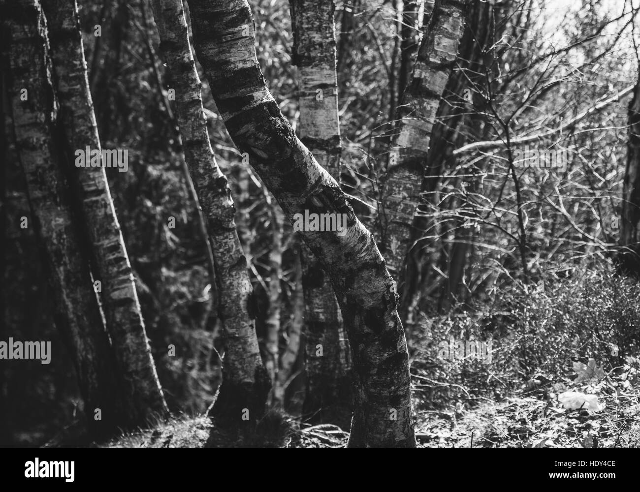Gros plan noir et blanc sur les troncs d'une forêt d'arbres de bouleau Banque D'Images