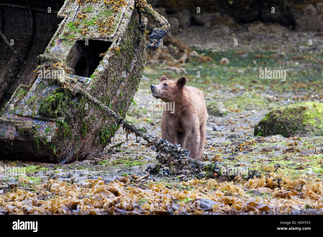 Un adolescent grizzli alias "nord-américain" de l'ours brun se nourrissant de moules. Banque D'Images
