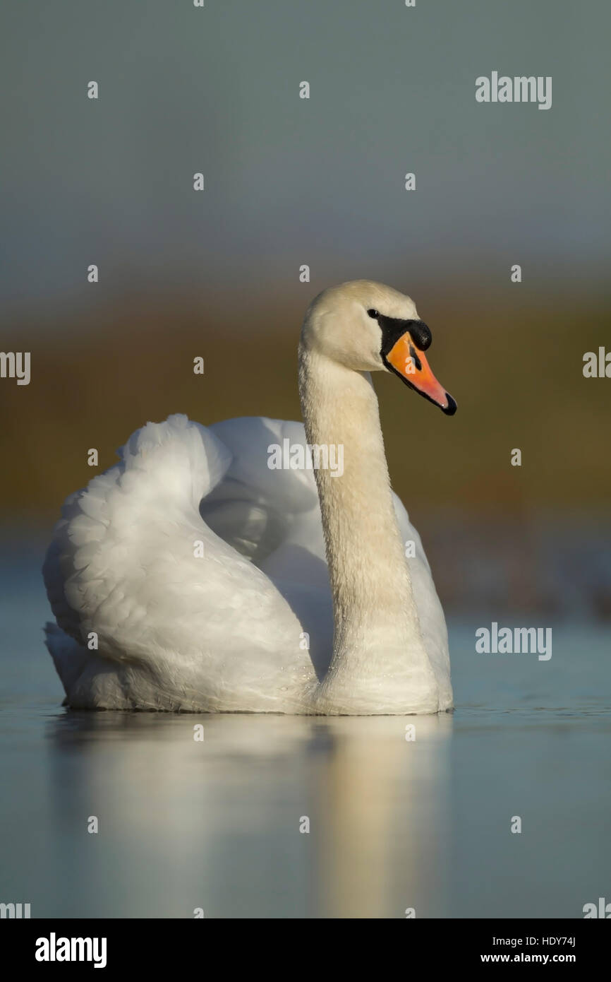 Cygne tuberculé Cygnus olor sur un lac Banque D'Images