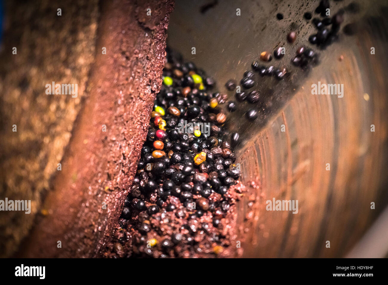 L'extraction de pétrole à partir d'olives à l'aide d'une meule circulaire. Banque D'Images