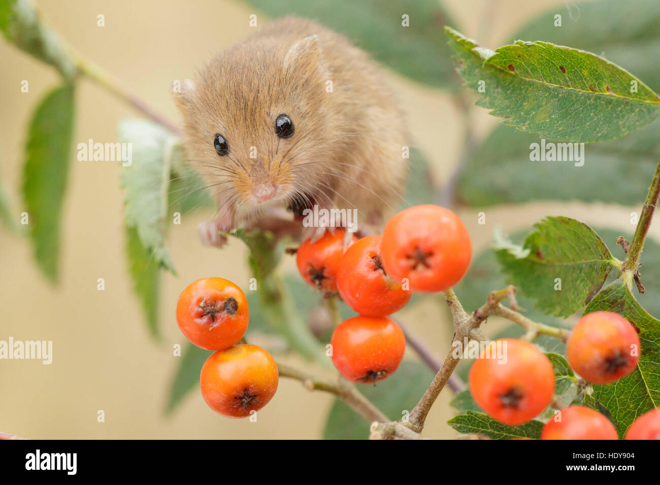 Micromys minutus (Souris), adultes se nourrissent de baies Rowan, Derbyshire, Angleterre, août (conditions contrôlées) Banque D'Images