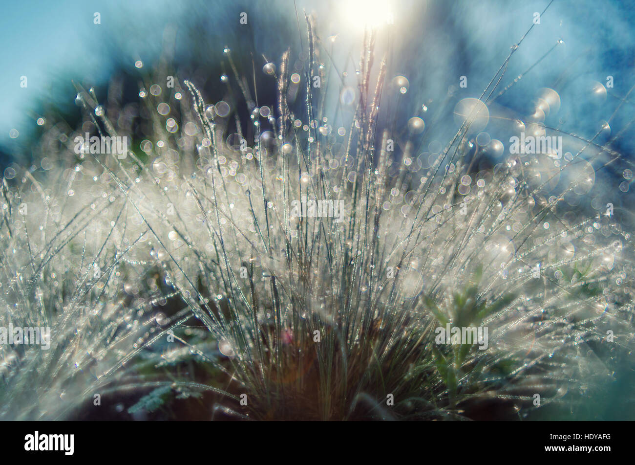 Сloseup d'été frais herbe avec gouttes de rosée au lever de la lumière. Soft Focus. Nature papier peint. Banque D'Images