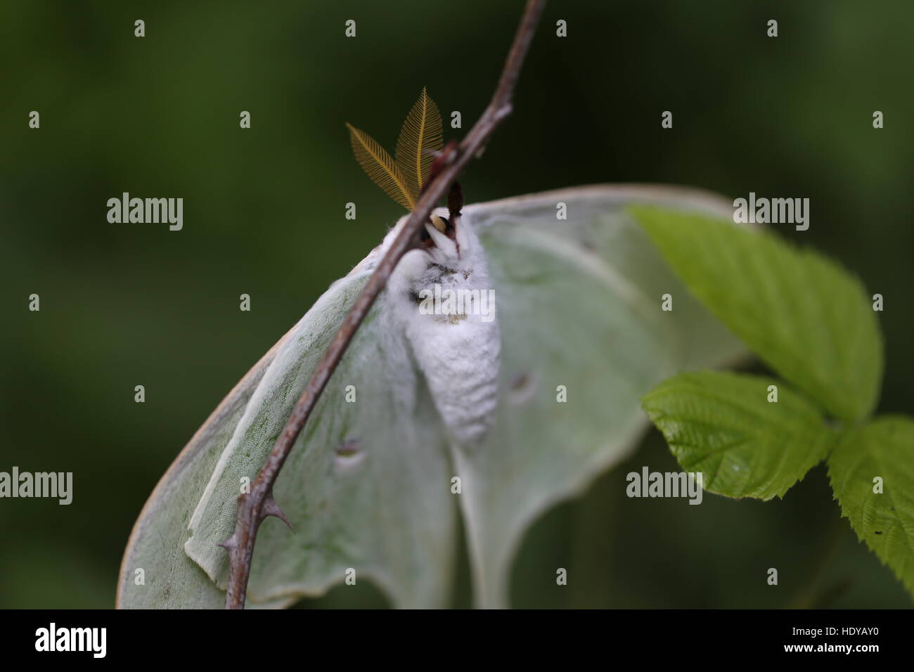 Homme Luna Moth [Actias luna].california,USA Banque D'Images