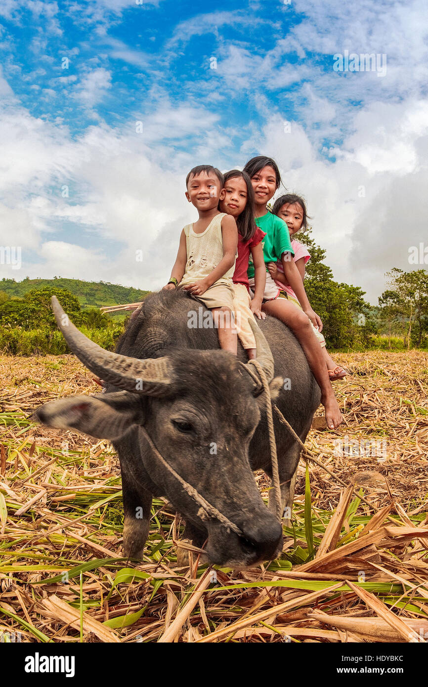 Enfants philippins ride sur l'arrière de leur carabao, buffles d'eau, à Ma'ao, l'île de Negros Occidental, aux Philippines. Banque D'Images