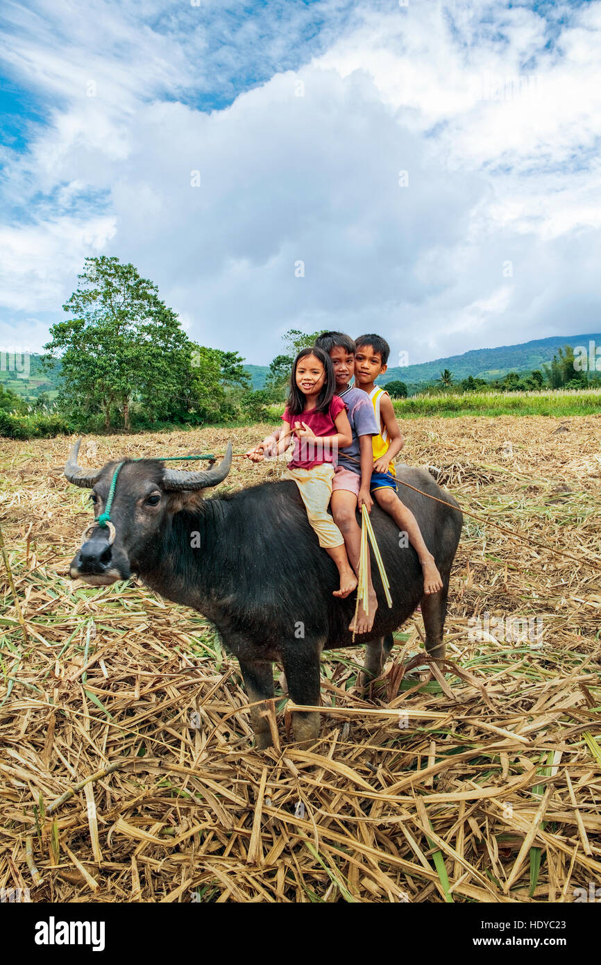 Enfants philippins ride sur l'arrière de leur carabao, buffles d'eau, à Ma'ao, l'île de Negros Occidental, aux Philippines. Banque D'Images