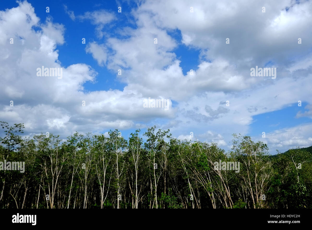 Plantation de caoutchouc en Thaïlande Banque D'Images