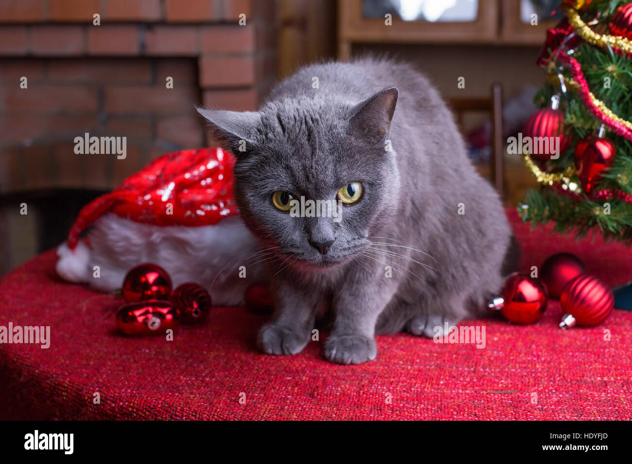 British chat domestique est assis sur la table près de l'arbre de Noël Banque D'Images