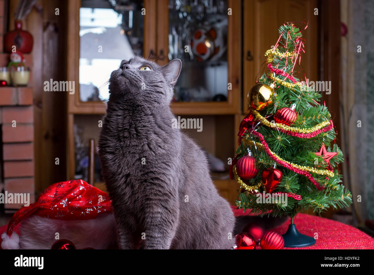 British chat domestique est assis sur la table près de l'arbre de Noël Banque D'Images