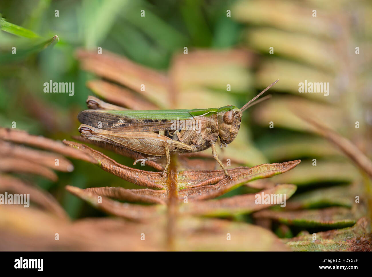 Une sauterelle forestiers à Beaulieu Heath dans le New Forest. Banque D'Images