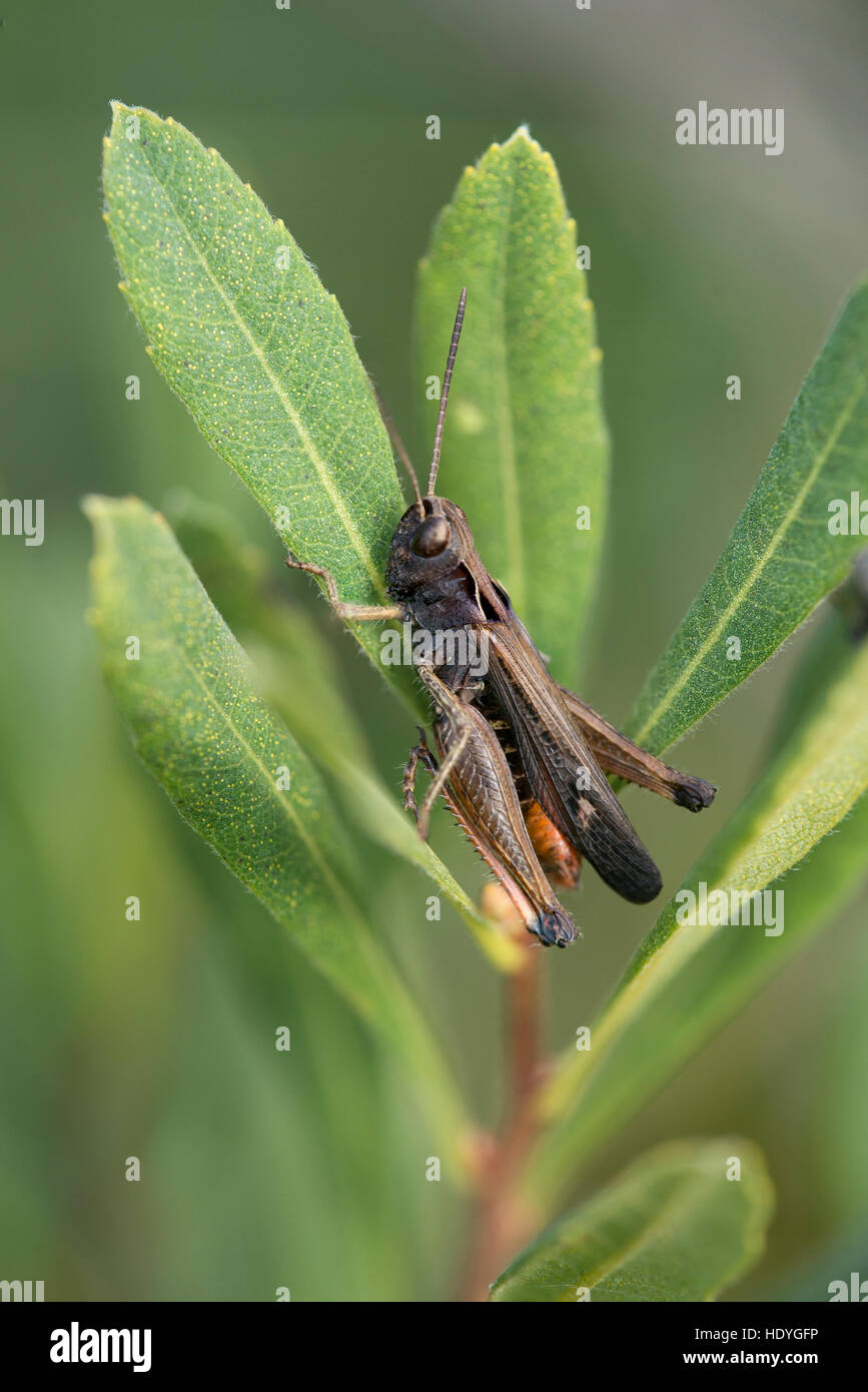 Un bois taillis Wootton à sauterelle dans le New Forest. Banque D'Images