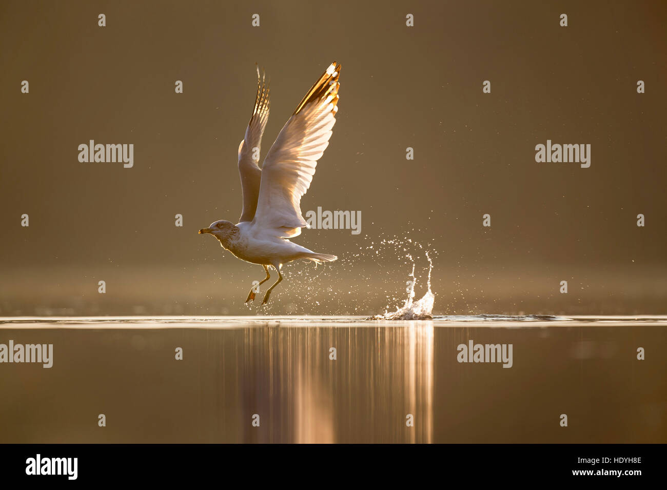 Un goéland à bec cerclé, décolle de l'eau comme le soleil brille de l'éclat d'oiseaux derrière. Banque D'Images