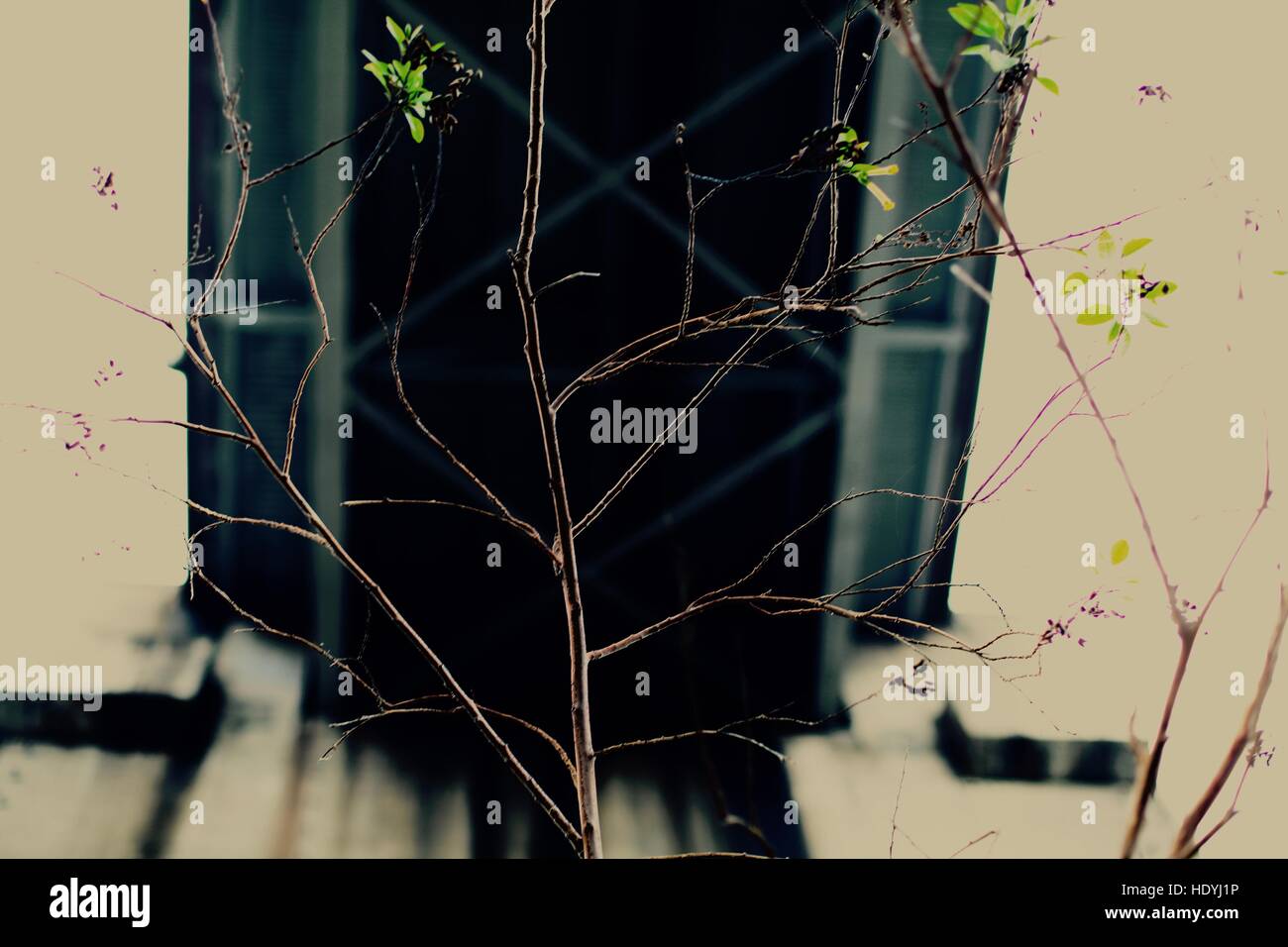 Nerfs Banque D'Images