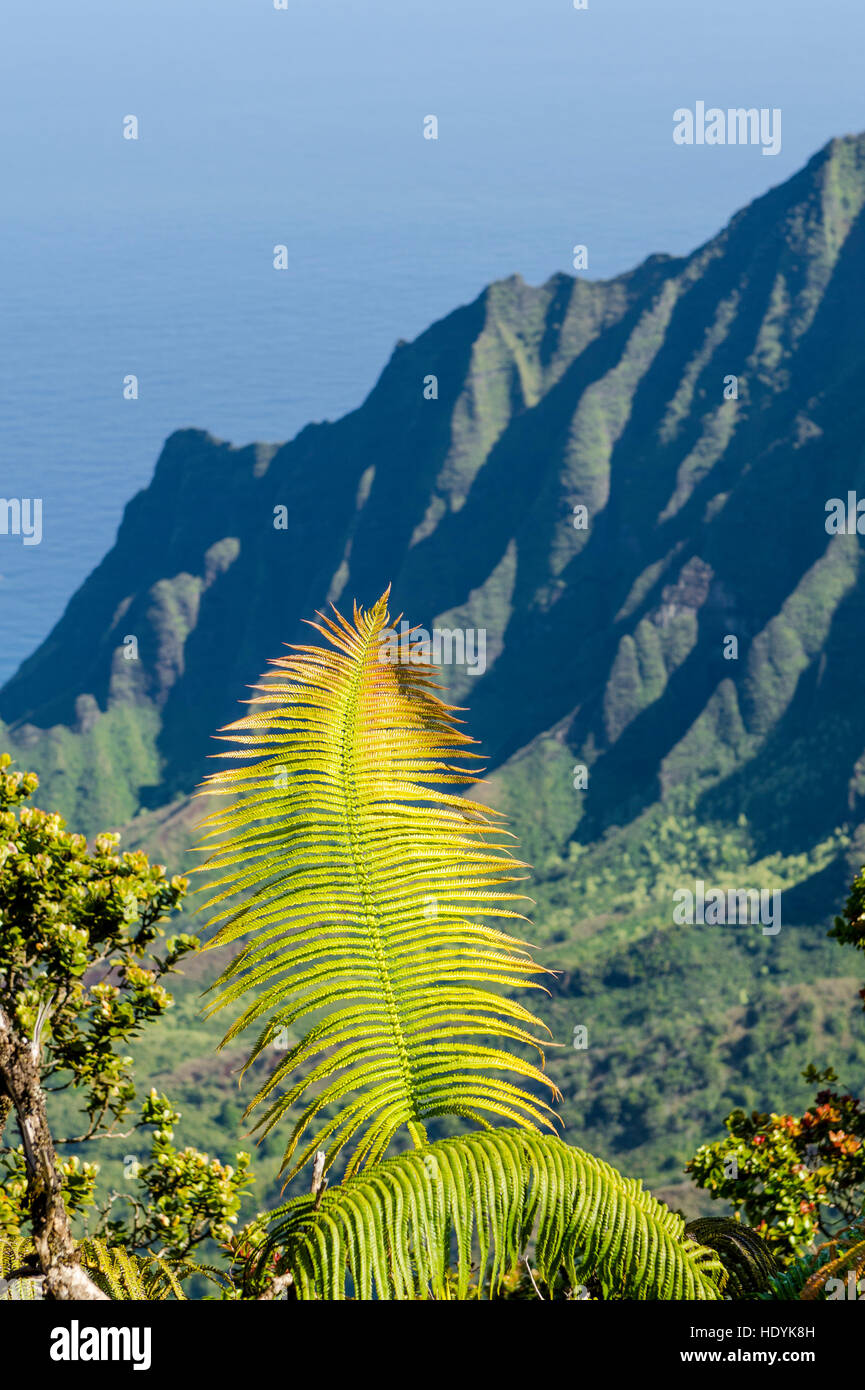 Fern à négliger de Kalalau Valley, Napali Coast State Park Kauai, Hawaï. Banque D'Images