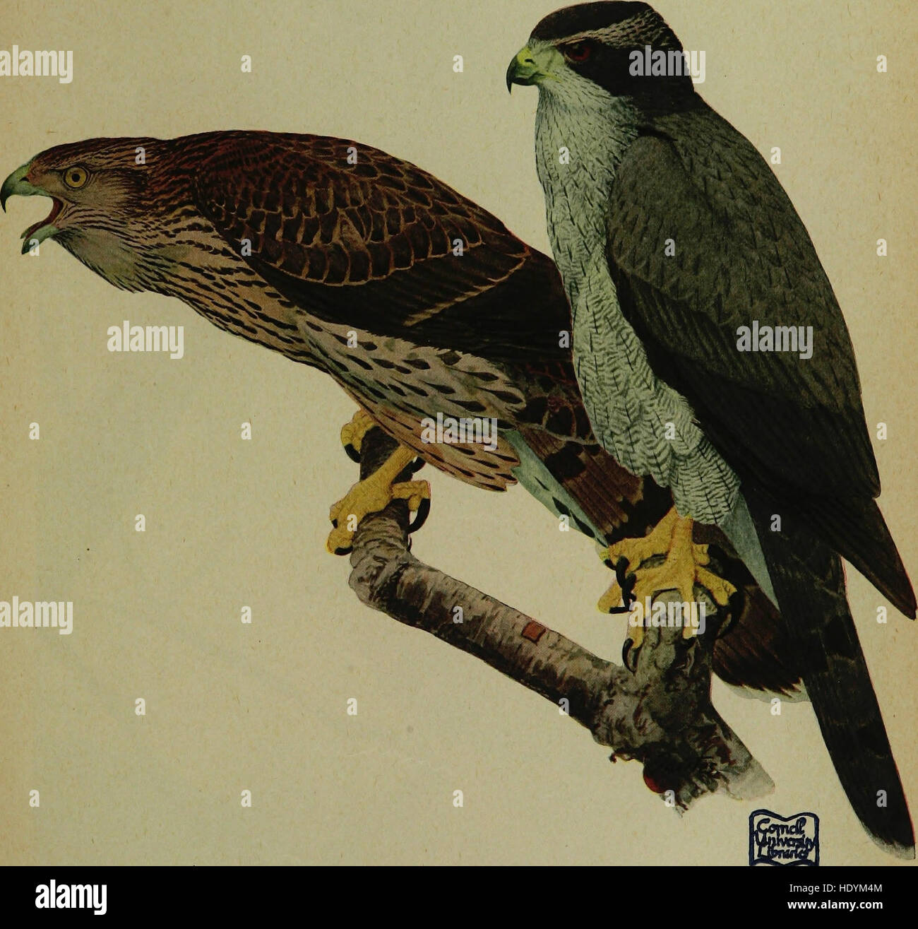 Les oiseaux de New York (1910) Banque D'Images