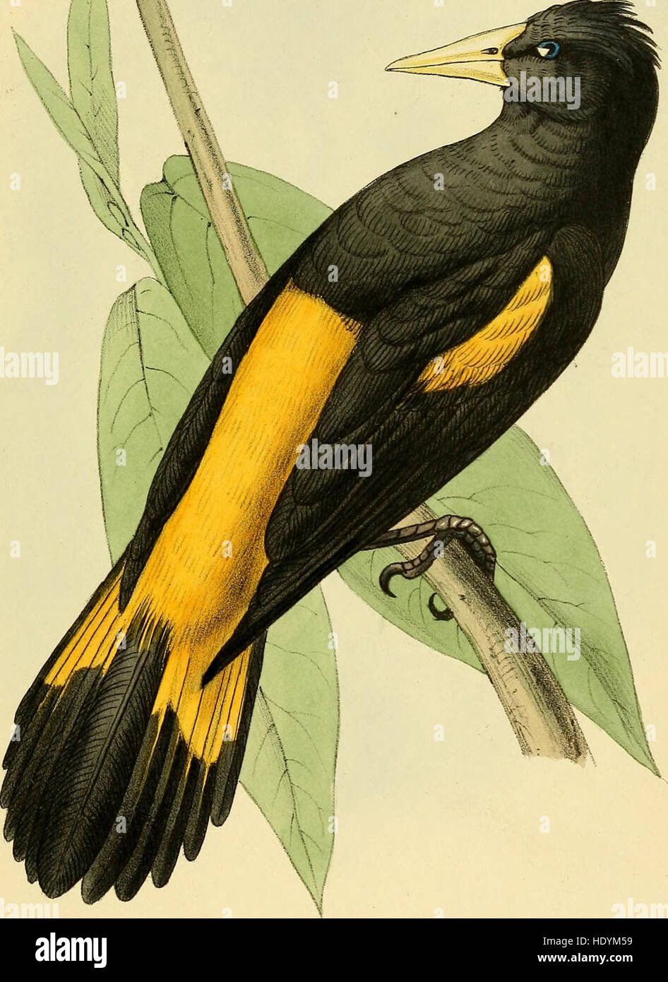 Une sélection des oiseaux du Brésil et Mexique - les dessins (1841) Banque D'Images