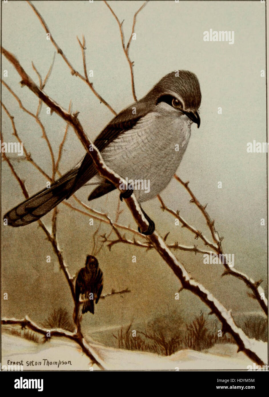 La vie des oiseaux - un guide pour l'étude de nos oiseaux communs (1900) Banque D'Images