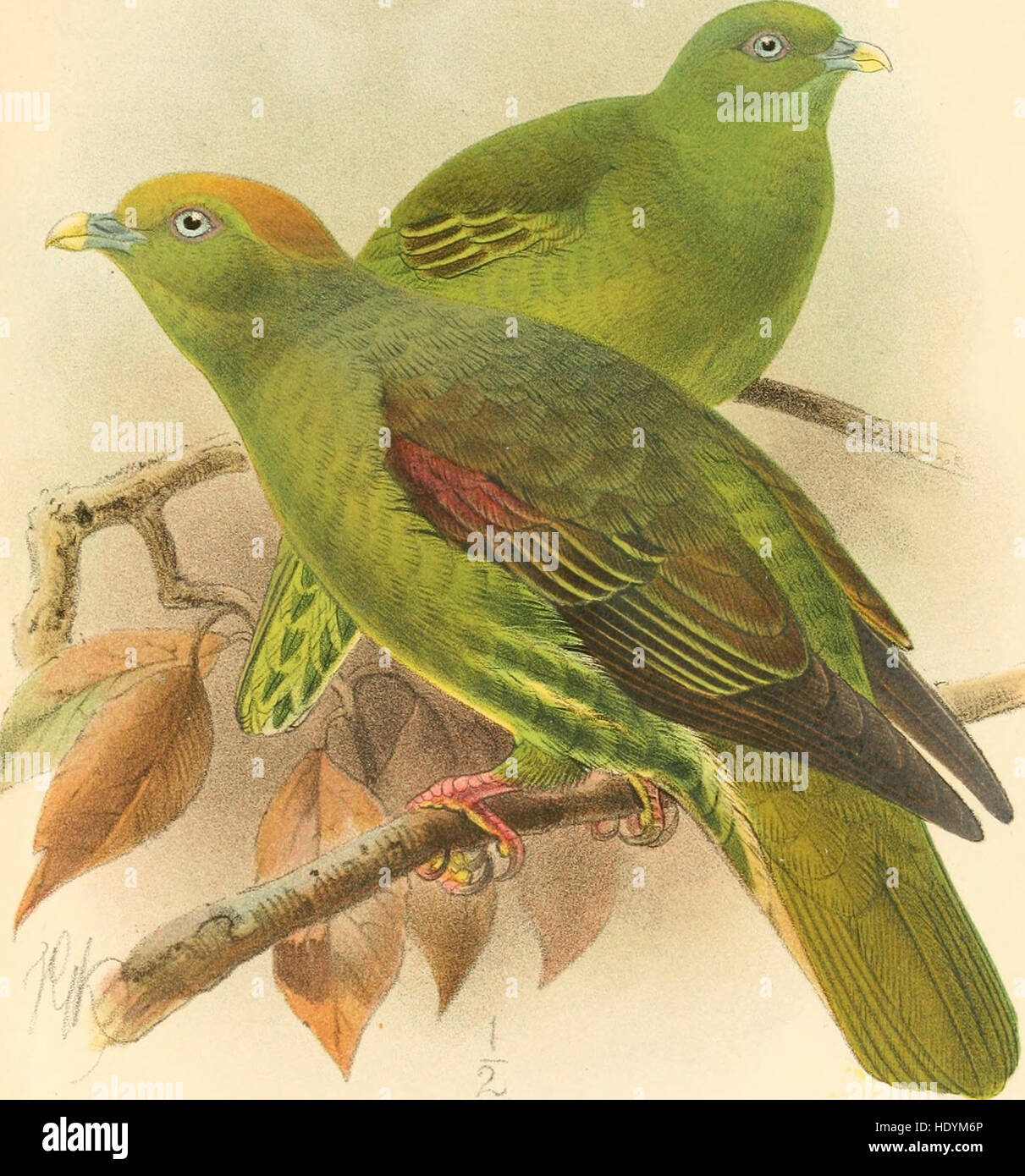 Catalogue des oiseaux dans le British Museum (1874) Banque D'Images