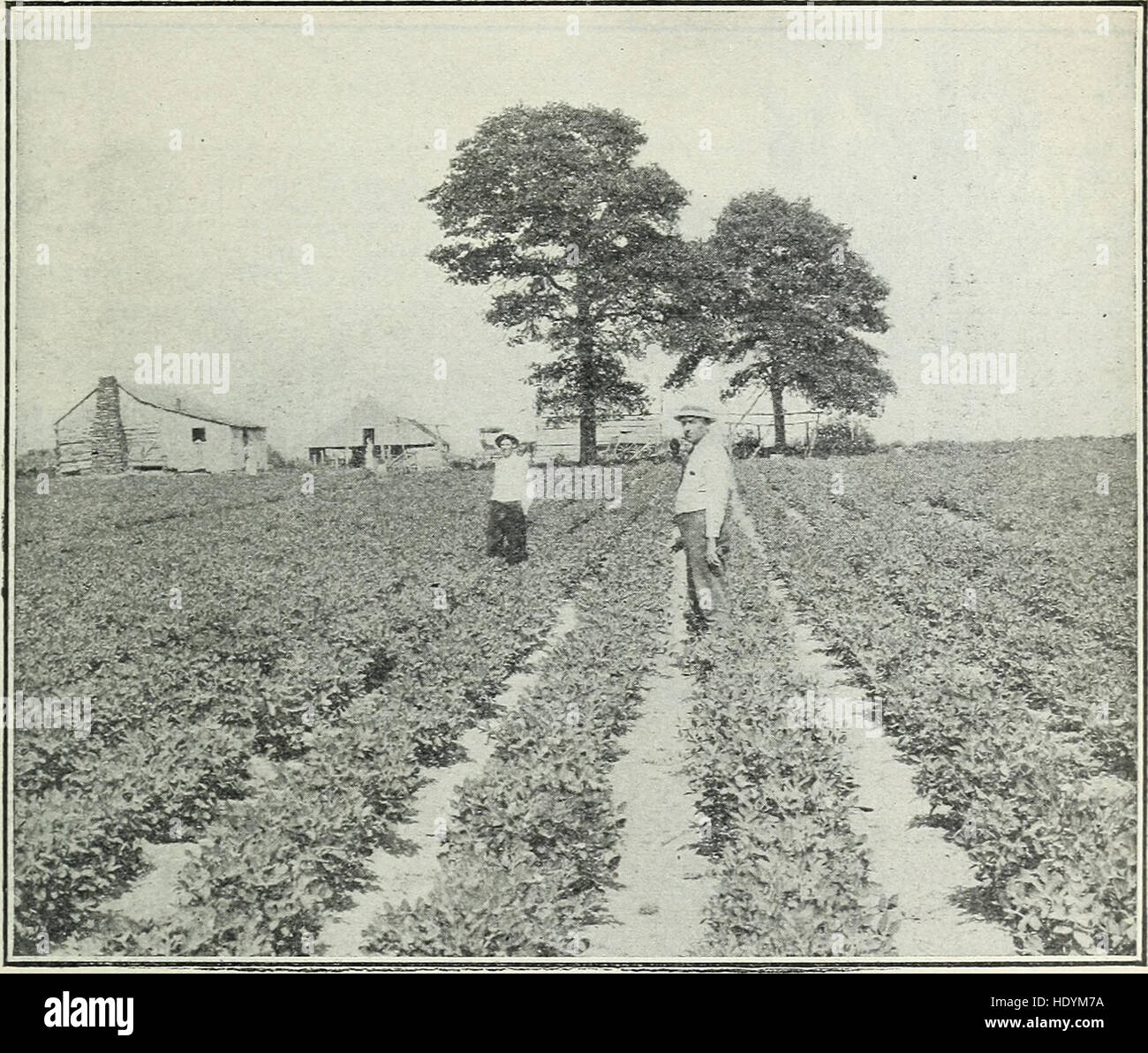 Boys' Club agricole travaillent dans les états du sud (1919) Banque D'Images