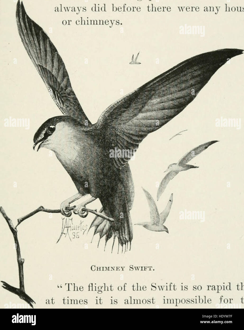 Citizen bird. Scènes de la vie des oiseaux dans l'anglais pour débutants (1923) Banque D'Images