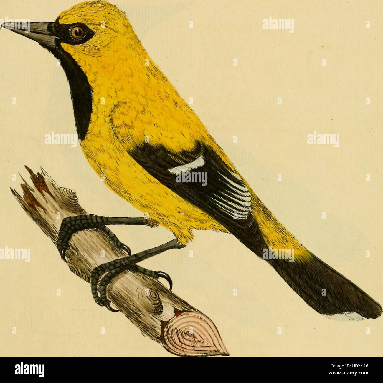 Cet ouvrage de 1818 présente des illustrations et des descriptions d'oiseaux d'Asie, d'Afrique, d'Amérique et de Nouvelle-Hollande (Australie), fournissant un aperçu détaillé des espèces aviaires dans ces régions. Banque D'Images