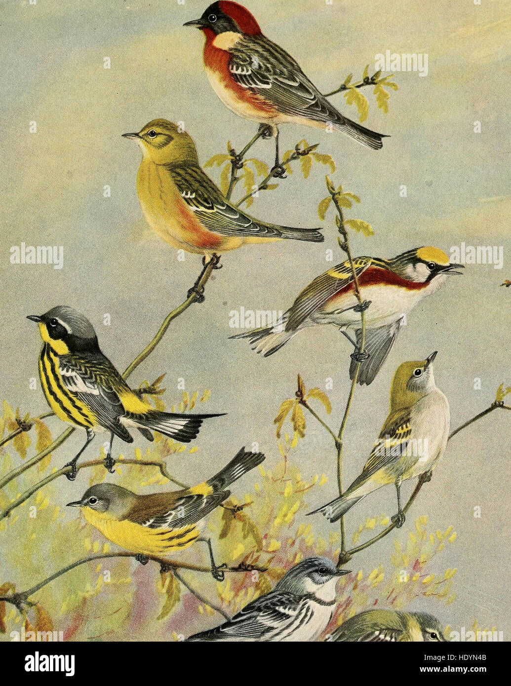 Ce livre documente les espèces d'oiseaux trouvées dans le Massachusetts et les états environnants de la Nouvelle-Angleterre en 1925. Il comprend des descriptions détaillées et des illustrations de la diversité aviaire de la région. Banque D'Images