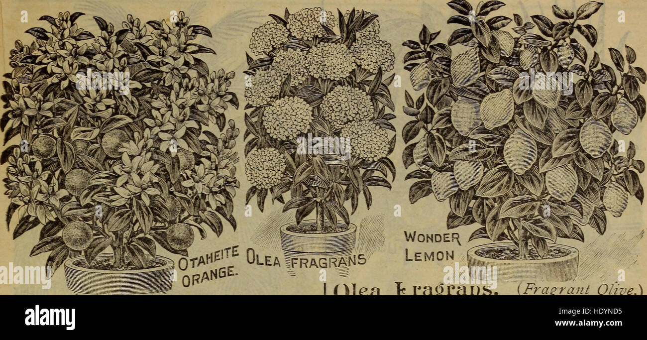 Childs' automne automne automne bulbes plantes graines nouveaux arbustes et fruits (1913) Banque D'Images