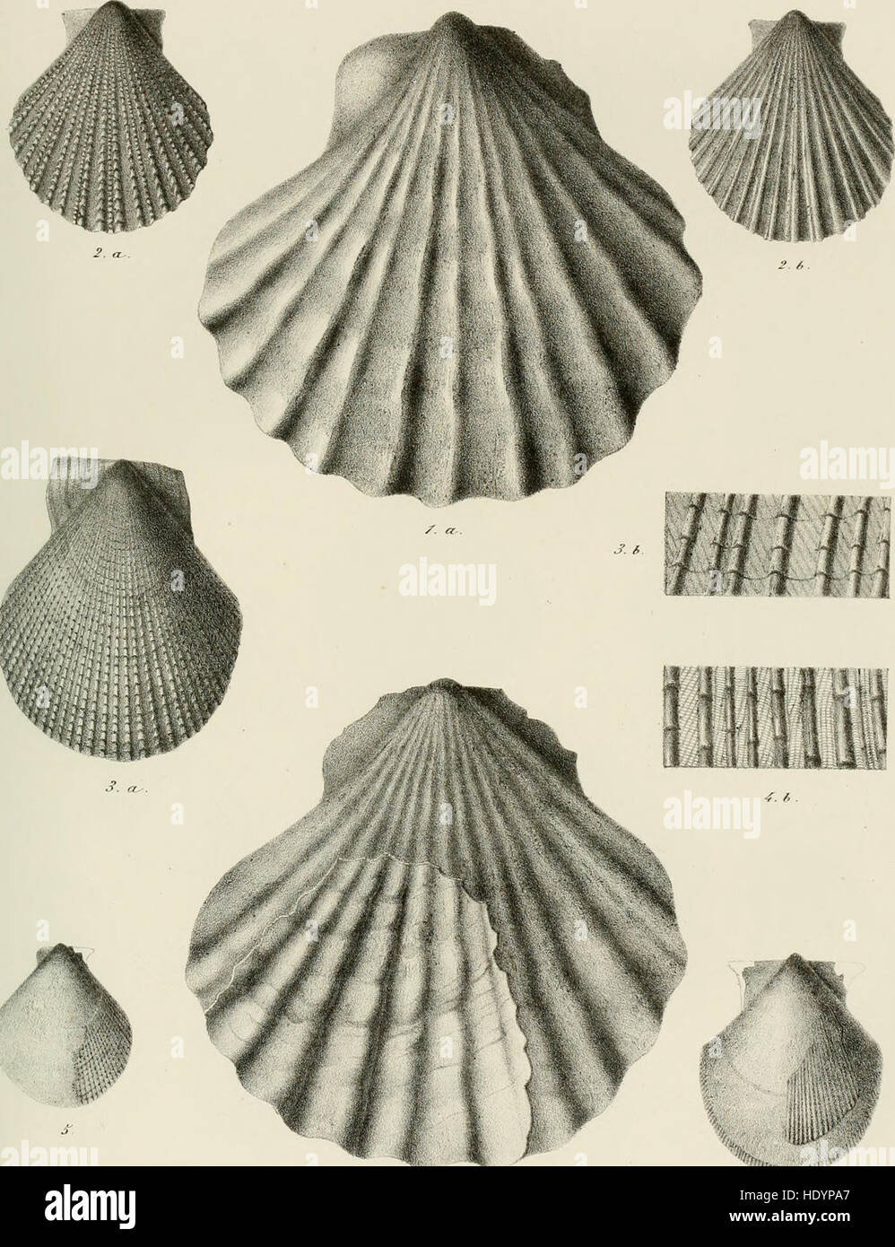 'Mémoires de la Société de physique et d'histoire naturelle de Genève' (1852) est une revue scientifique genevoise détaillant les progrès de la physique et de l'histoire naturelle à travers les contributions de ses membres. Banque D'Images