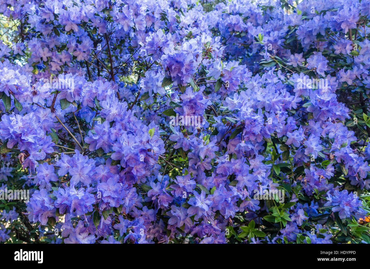 Blue azalea bush Banque de photographies et d'images à haute résolution -  Alamy