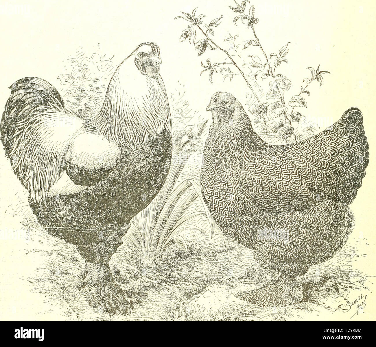 Ce travail de 1904 fournit des informations détaillées sur les poulets Brahma, Cochin et Langshan, en se concentrant sur leurs origines, leurs différentes races et le rôle qu’ils ont joué dans le développement de l’aviculture. Banque D'Images