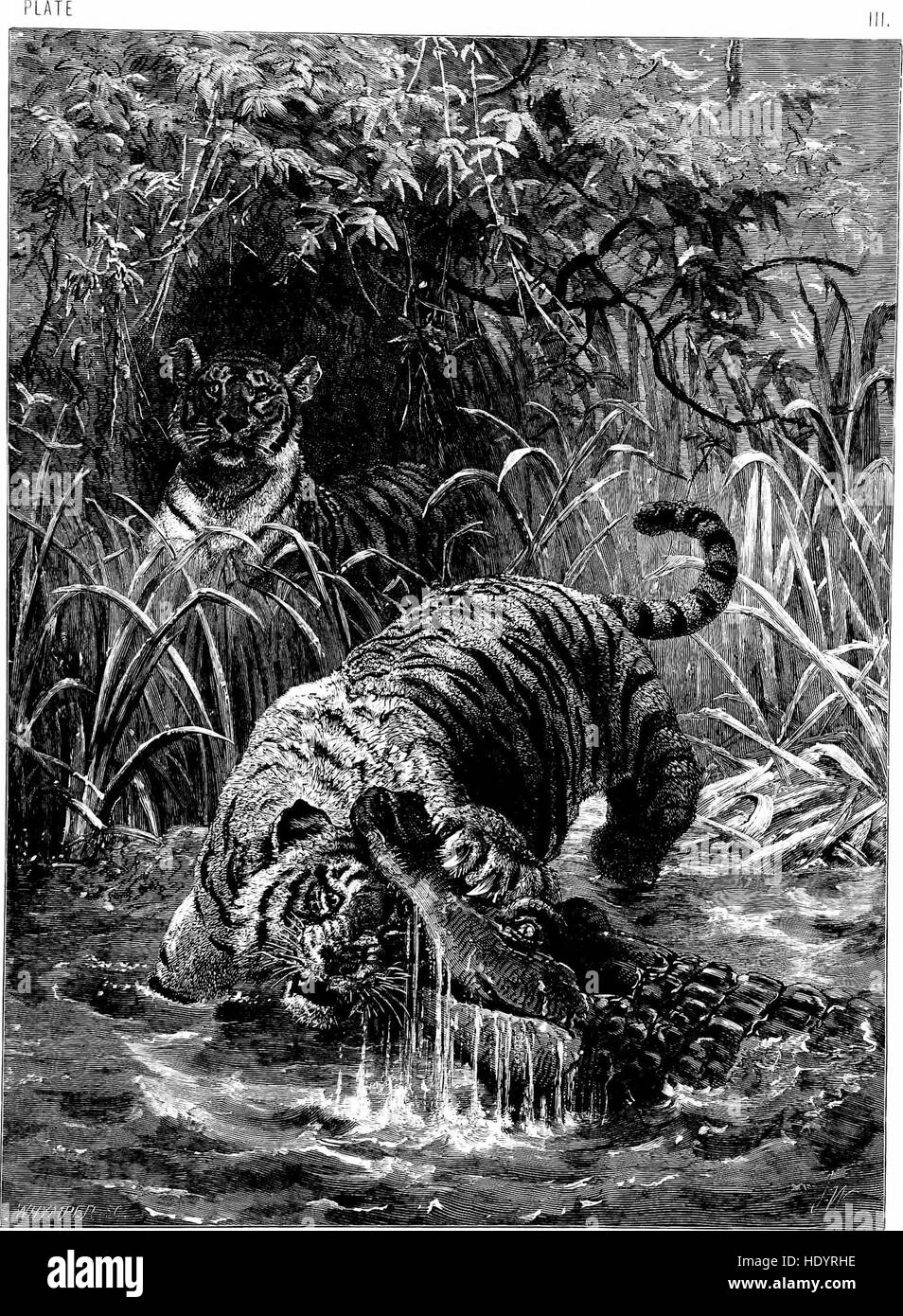 Ce travail de 1874 offre un regard approfondi sur le comportement et le mode de vie des animaux sauvages. Il couvre diverses espèces, offrant un aperçu de leurs habitats, de leurs structures sociales, de leurs habitudes alimentaires et de leurs stratégies de survie dans la nature. Banque D'Images