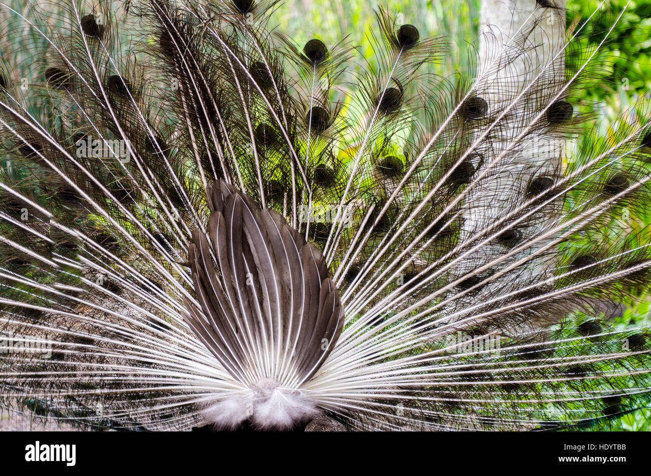 Pavo cristatus paon indien (Waimea Valley Audubon), Park, North Shore, Oahu, Hawaii. Banque D'Images